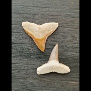 2.3 cm and 2.3 cm teeth of the bull shark and lemon shark