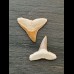 2,3 cm und 2,3 cm große Zähne des Bullenhai und Zitronenhai