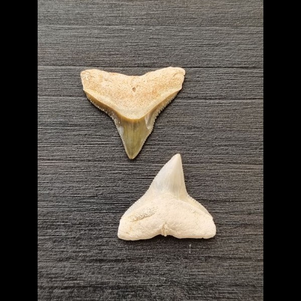 2.1 cm large teeth of the bull shark 