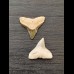 2.1 cm large teeth of the bull shark 