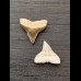 2.1 cm large teeth of the bull shark 
