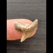 2.0 cm tooth of the tiger shark from Peru