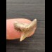 2,0 cm großer Zahn des Tigerhai aus Peru