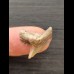 2.0 cm tooth of the tiger shark from Peru