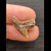 2.0 cm tooth of the tiger shark from Peru