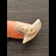 2.6 cm light-coloured tooth of the tiger shark from LeeCreek