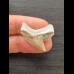 2.6 cm light-coloured tooth of the tiger shark from LeeCreek