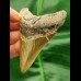 7,8 cm großer brauner Zahn des Megalodon