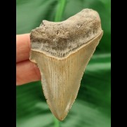 7,2 cm großer glänzender Zahn des Megalodon