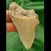 7,2 cm großer glänzender Zahn des Megalodon