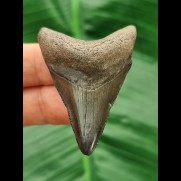 5.1 cm large tooth of a juvenile Megalodon