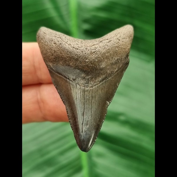 5,1 cm großer Zahn eines juvenilen Megalodon