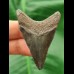 5,1 cm großer Zahn eines juvenilen Megalodon