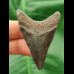 5.1 cm large tooth of a juvenile Megalodon