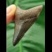 5.1 cm large tooth of a juvenile Megalodon