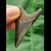 5,1 cm großer Zahn eines juvenilen Megalodon