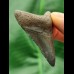 5,1 cm großer Zahn eines juvenilen Megalodon