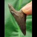 5.1 cm large tooth of a juvenile Megalodon
