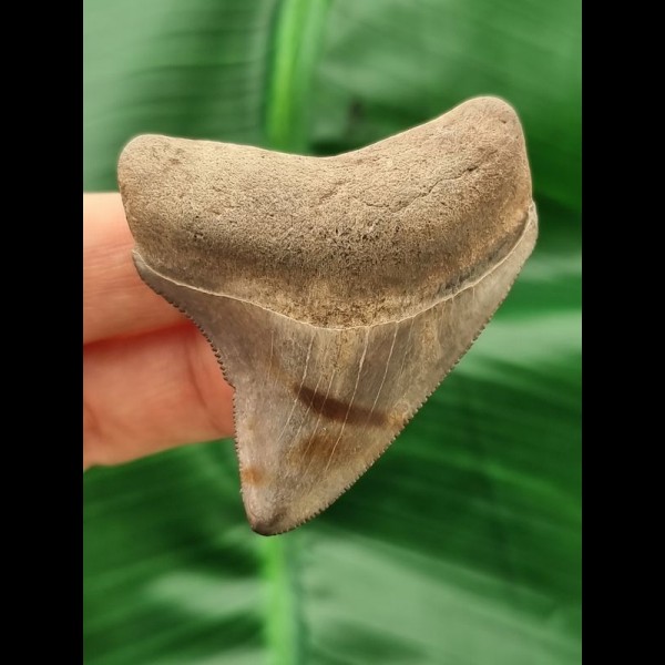 5,6 cm Zahn des Megalodon