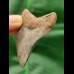 5,6 cm Zahn des Megalodon