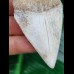 6,3 cm sehr großer Zahn des Weißen Hai aus Mexiko