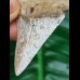 5,3 cm großer scharfer Zahn des Großen Weißen Hai