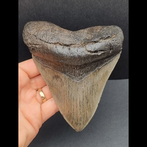 14,0 cm großer und massiver Zahn des Megalodon 