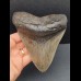 14,0 cm großer und massiver Zahn des Megalodon 