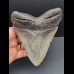 14,0 cm großer und massiver Zahn des Megalodon 