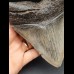 14.0 cm large and massive tooth of Megalodon 