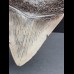 14.0 cm large and massive tooth of Megalodon 