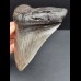 14,0 cm großer und massiver Zahn des Megalodon 