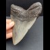 14,0 cm großer und massiver Zahn des Megalodon 