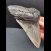 14.0 cm large and massive tooth of Megalodon 