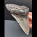 14,0 cm großer und massiver Zahn des Megalodon 