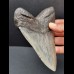 14,0 cm großer und massiver Zahn des Megalodon 