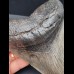 14,0 cm großer und massiver Zahn des Megalodon 
