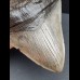 14.0 cm large and massive tooth of Megalodon 