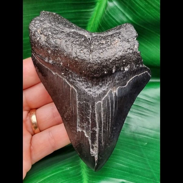 12,0 cm schwarzer Zahn des Megalodon