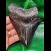 12,0 cm schwarzer Zahn des Megalodon