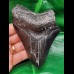 12.0 cm black tooth of the Megalodon