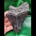 12,0 cm schwarzer Zahn des Megalodon