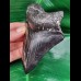 12.0 cm black tooth of the Megalodon