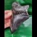 12,0 cm schwarzer Zahn des Megalodon