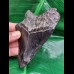 12,0 cm schwarzer Zahn des Megalodon