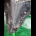 12,0 cm schwarzer Zahn des Megalodon