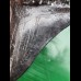 12.0 cm black tooth of the Megalodon