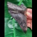 12,0 cm schwarzer Zahn des Megalodon