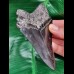 12,0 cm schwarzer Zahn des Megalodon