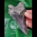 12.0 cm black tooth of the Megalodon